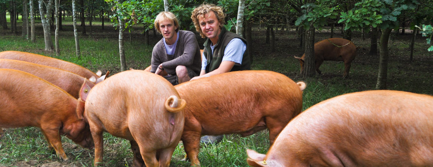 A pig on the farm
