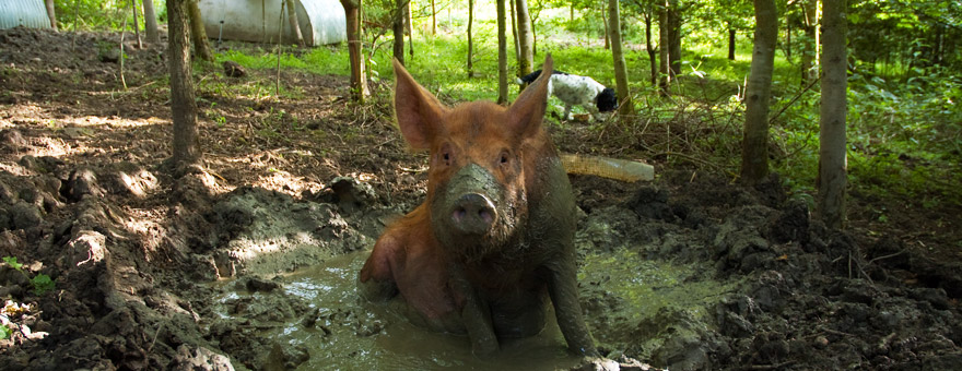 A pig on the farm