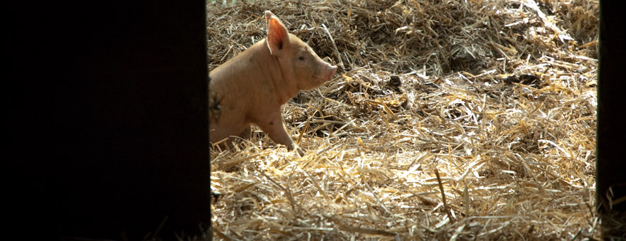 A pig on the farm