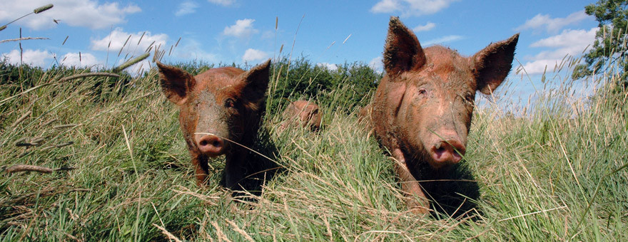 A pig on the farm