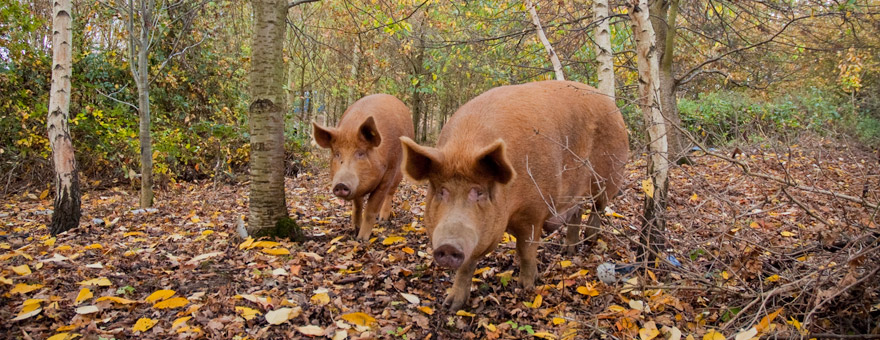 A pig on the farm