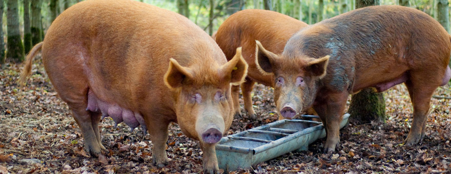 A pig on the farm
